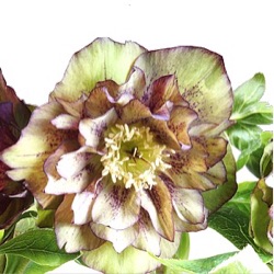Helleborus orientalis (Double-Ellen® Green Picotee)