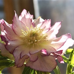 Helleborus orientalis (Double-Ellen® Picotee) (extra groot)