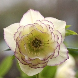Helleborus orientalis 'Dreamy Picotee'