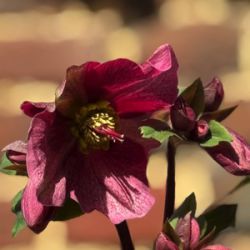 Helleborus orientalis 'HE408'