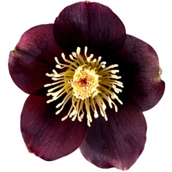 Helleborus orientalis 'Lucy Black' XXL