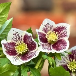 Helleborus orientalis 'Moonlit Mosaic'