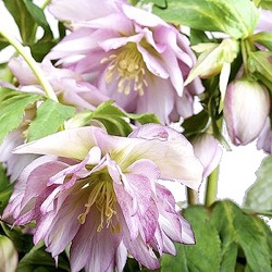 Helleborus orientalis 'Prisca'