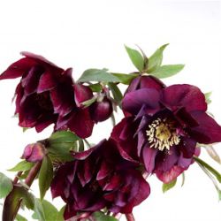 Helleborus orientalis 'Purple Passion'