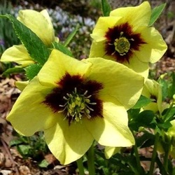 Helleborus orientalis 'Spanish Flare'