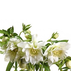 Helleborus orientalis 'White Ball' (P13)
