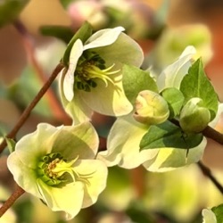 Helleborus x ericsmithii 'Tiny Bells'