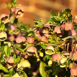 Helleborus x sahinii
