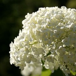 Hydrangea arborescens 'Annabelle'