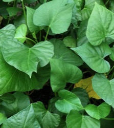 Ipomoea batatas 'Beauregard'