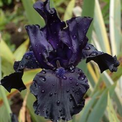 Iris 'Black Dragon' (G)