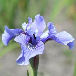 Iris sibirica 'Blue Moon'