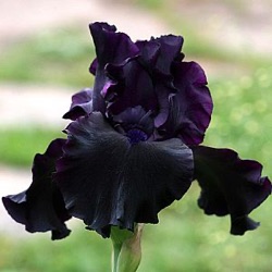Iris 'Superstition' (G)
