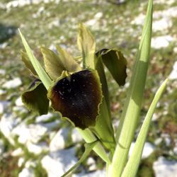 Iris tuberosa (Hermodactylus tuberosus)