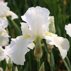 Iris x barbata-elatior 'Cliffs of Dover'