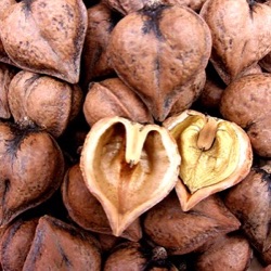 Juglans ailantifolia x cordiformis