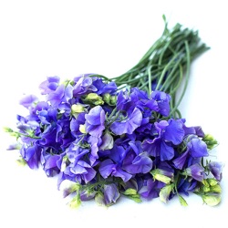 Lathyrus odoratus 'Spencer Noel Sutton'