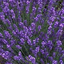 Lavandula angustifolia bleu de gien = 'Lavval'