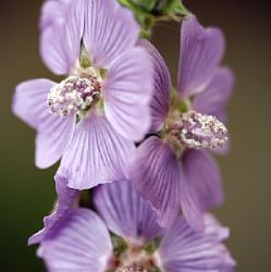 Lavatera 'Lilac Lady'