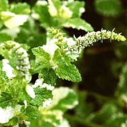 Mentha suaveolens 'Variegata'