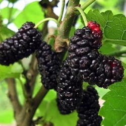 Morus alba x rubra 'Geraldi Dwarf'