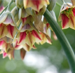 Nectaroscordum siculum subsp. bulgaricum