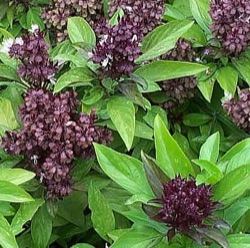Ocimum 'Siam Queen'