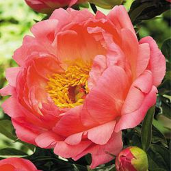 Paeonia 'Coral Sunset' (LD)