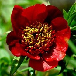 Paeonia delavayi 'Ineke Greve zaailingen'