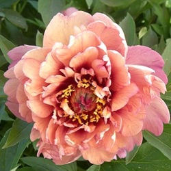 Paeonia Itoh-hybride 'Berry Garcia'