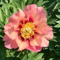 Paeonia Itoh-hybride 'Old Rose Dandy'