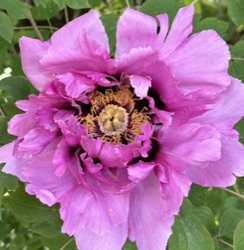 Paeonia suffruticosa var. papaveracea