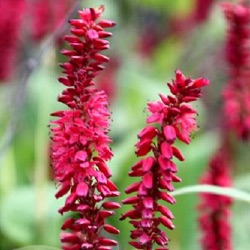 Persicaria amplexicaulis 'Taurus' (Bistorta)