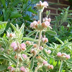 Phlomis purpurea subsp. caballeroi