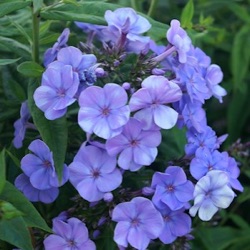 Phlox paniculata 'Sweet Summer ® Ocean'™