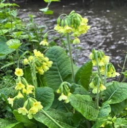 Primula elatior (wild)