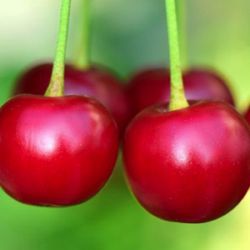 Prunus avium 'Cherry Boop'