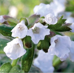 Pulmonaria officinalis 'Ice Ballet' ('White Wings')