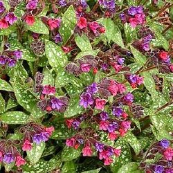 Pulmonaria 'Victorian Brooch' ®