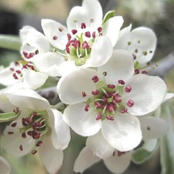 Pyrus salicifolia var. pendula