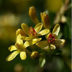 Ribes aureum var. villosum (Ribes odoratum)