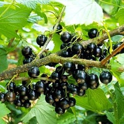 Ribes nigrum 'Ben Sarek'