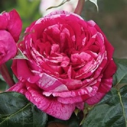 Rosa 'Crazy Fashion' ® 