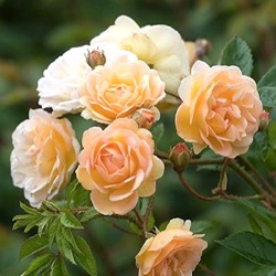 Rosa 'Ghislaine de Féligonde'
