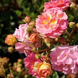 Rosa 'Ghislaine Feuerwerk'