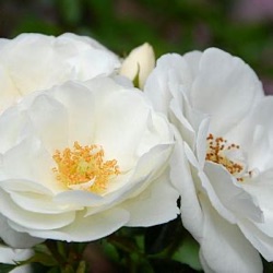 Rosa 'Innocencia'