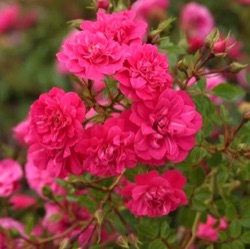 Rosa 'Knirps' ®