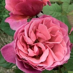 Rosa 'Line Renaud' ®