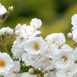Rosa 'Paragon' (Groei & Bloei)