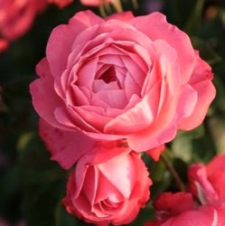 Rosa 'Rosanna' ®